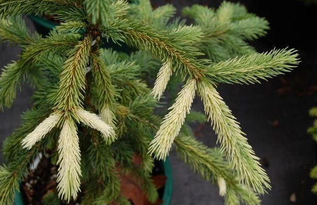 Ель канадская Дент